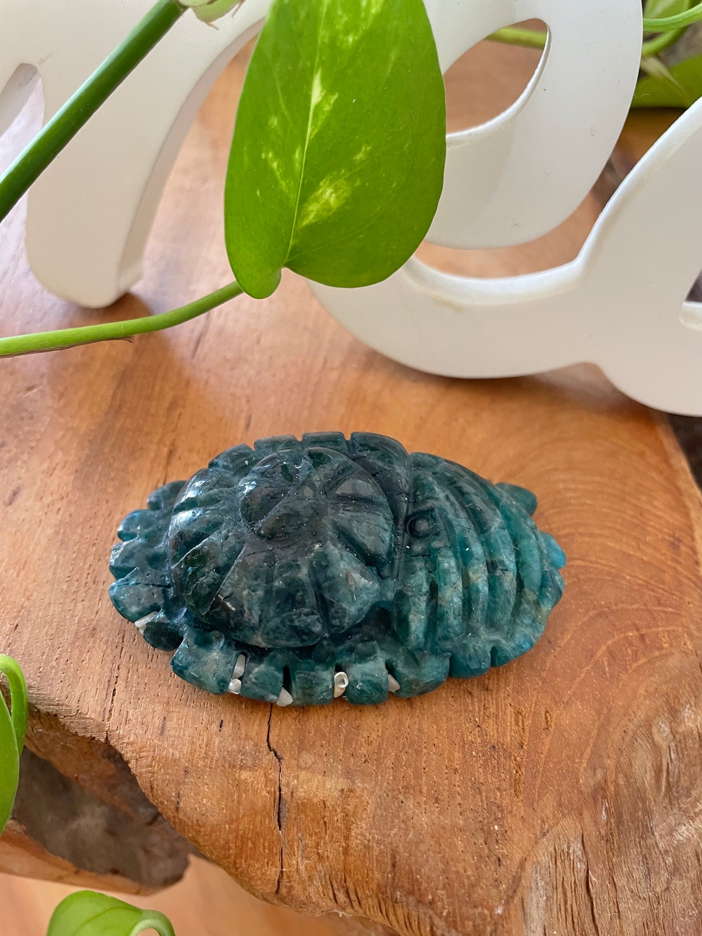 Apatite Nautilus