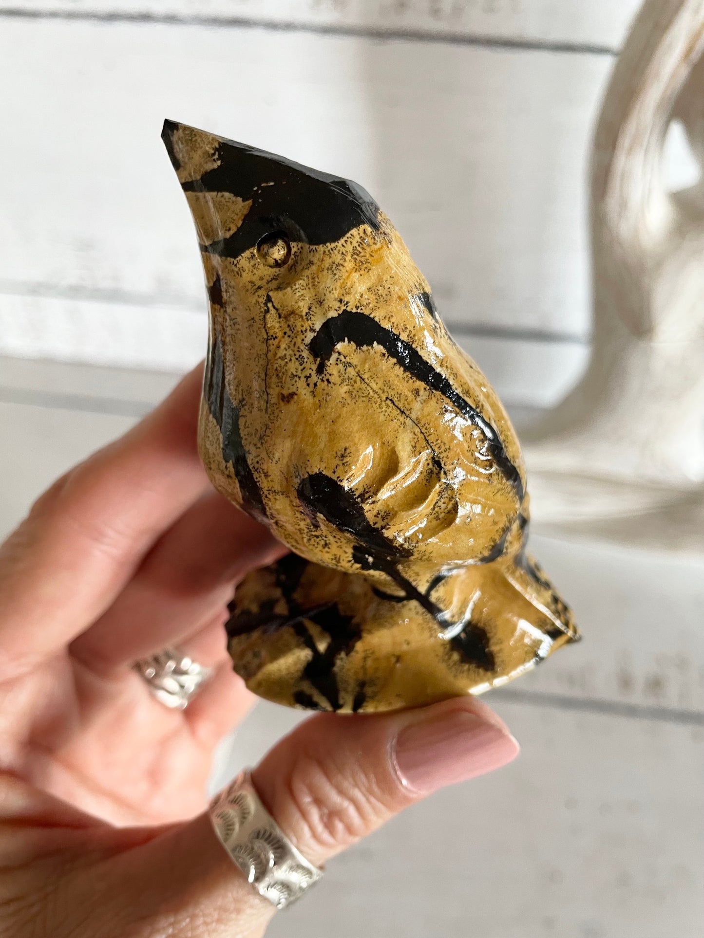 Picture Jasper Robin ~ 15