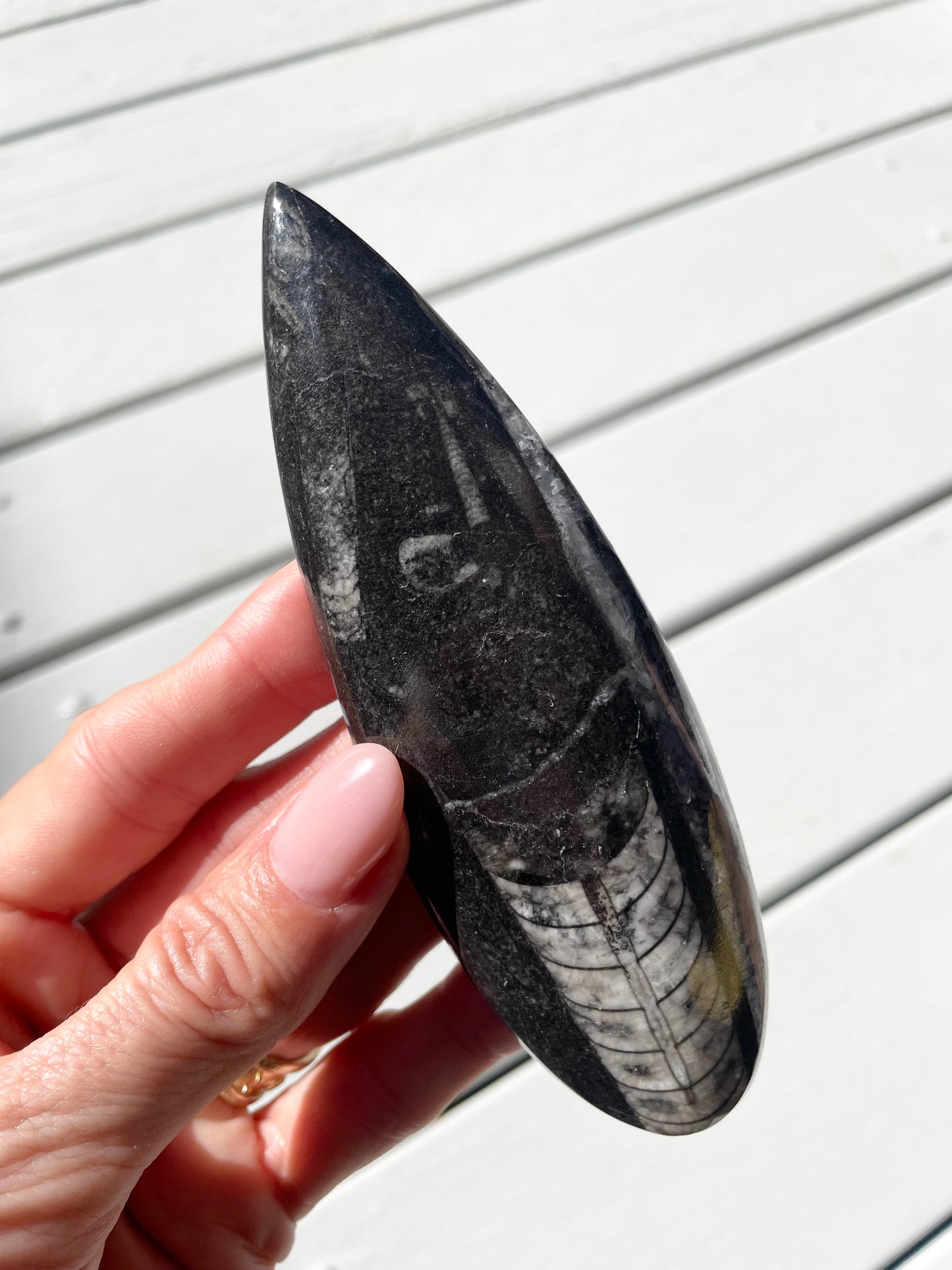 Orthoceras Fossil