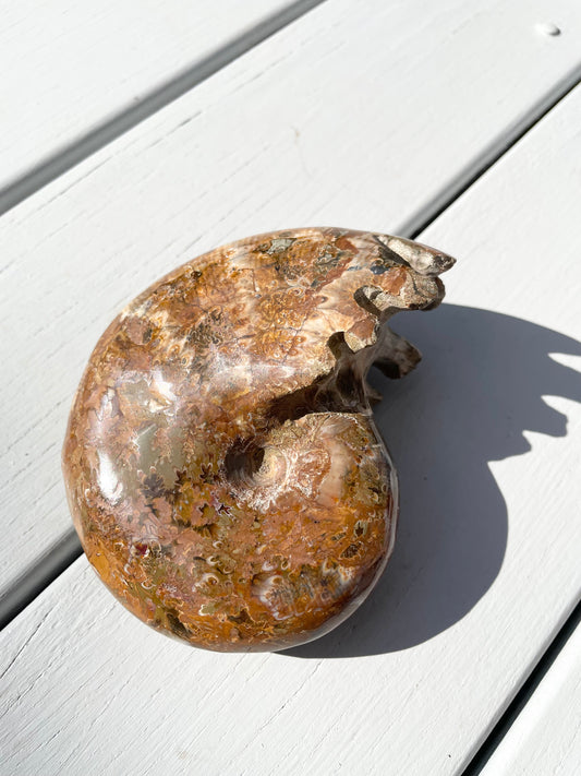 Ammonite Fossil