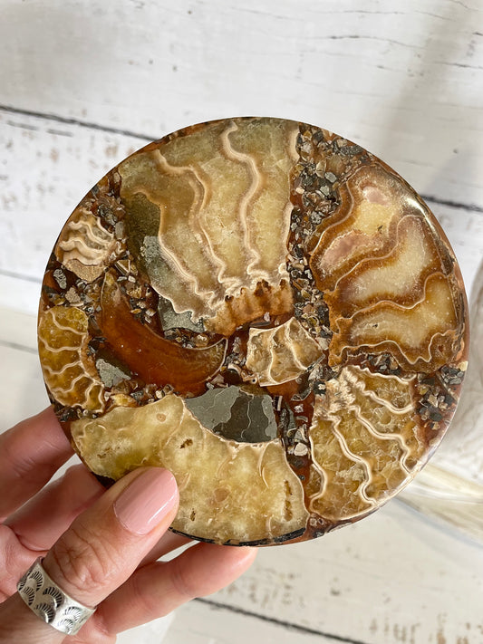 Ammonite Plate ~ 20