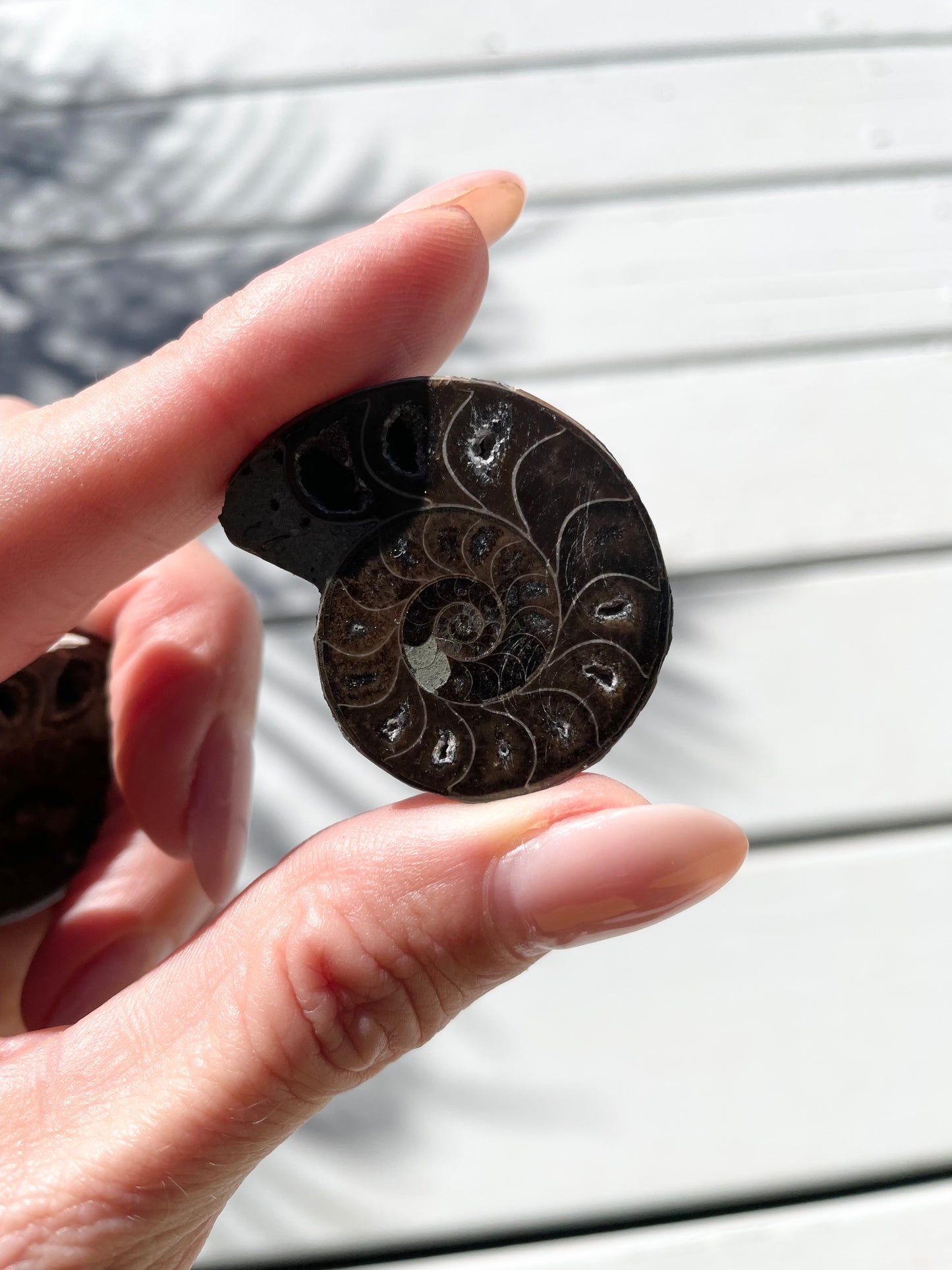 Black Ammonite Fossil Pair