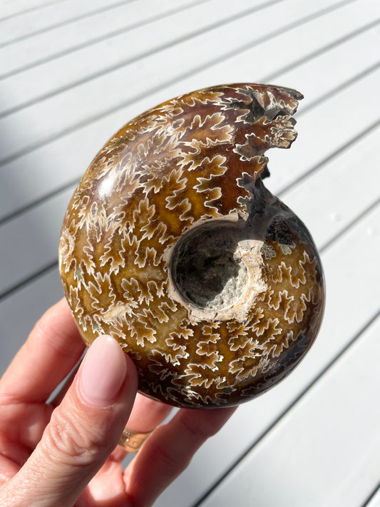 Ammonite Fossil