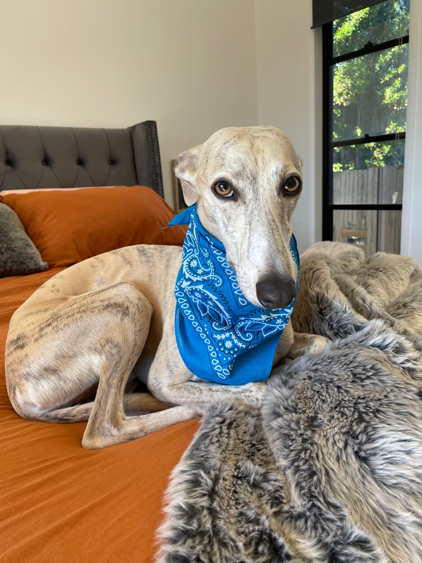 Doggy Bandana ~ Turquoise Skies