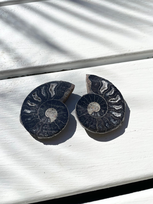 Black Ammonite Fossil Pair