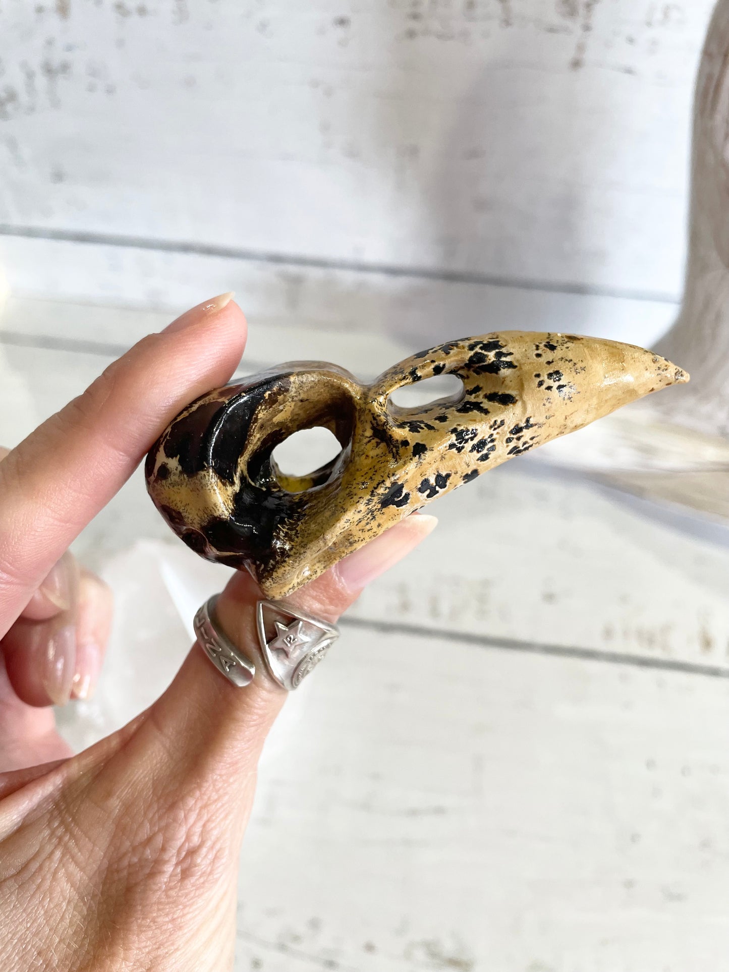 Picture Jasper Raven Skull ~ 13