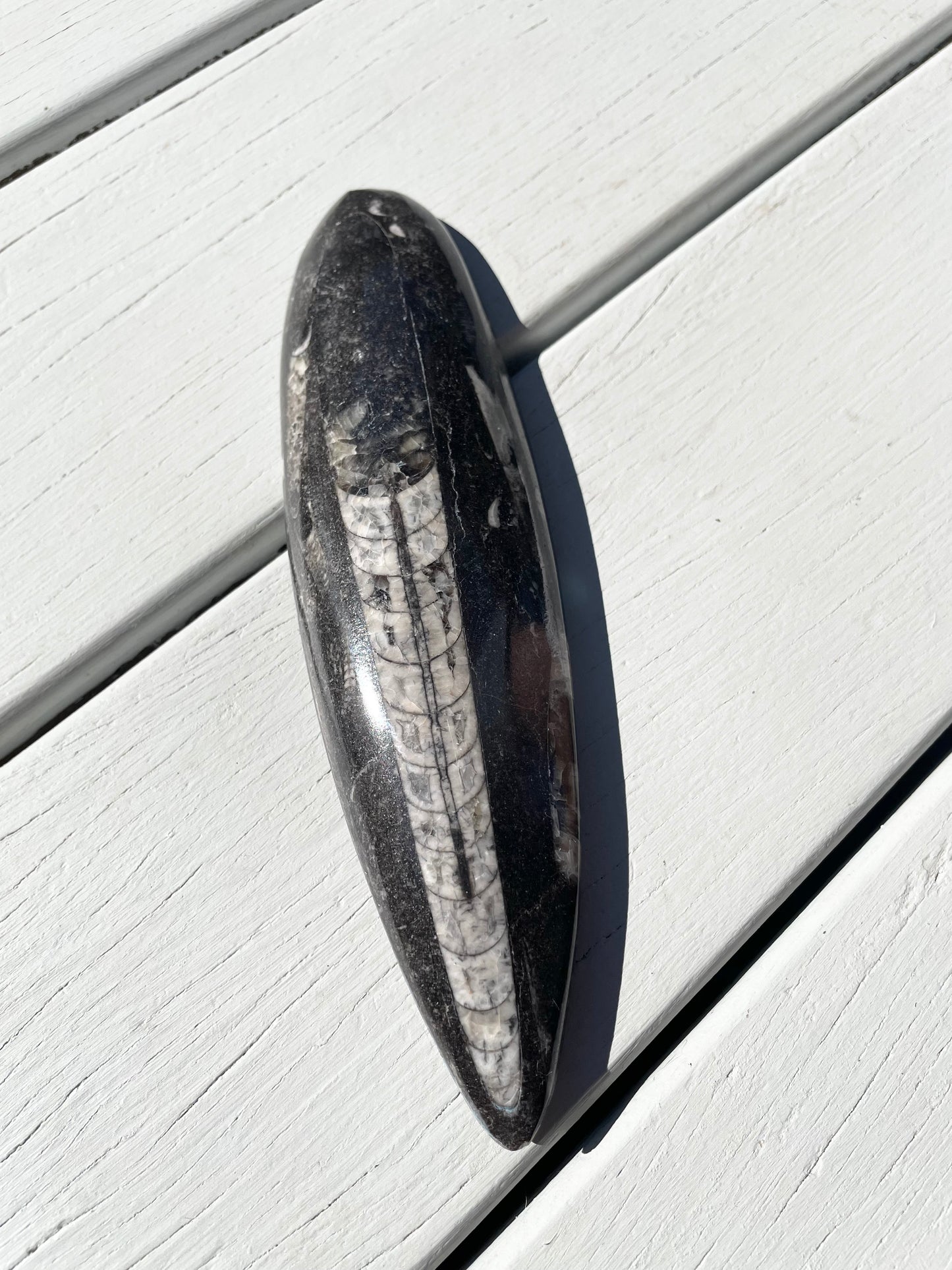 Orthoceras Fossil
