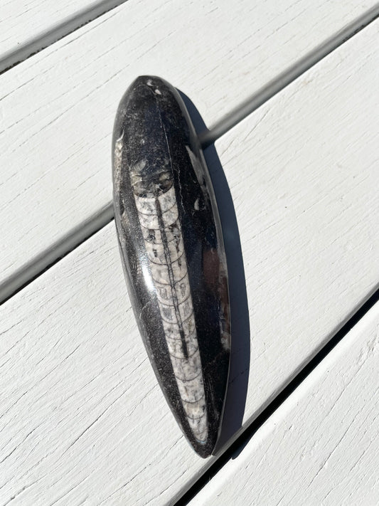 Orthoceras Fossil