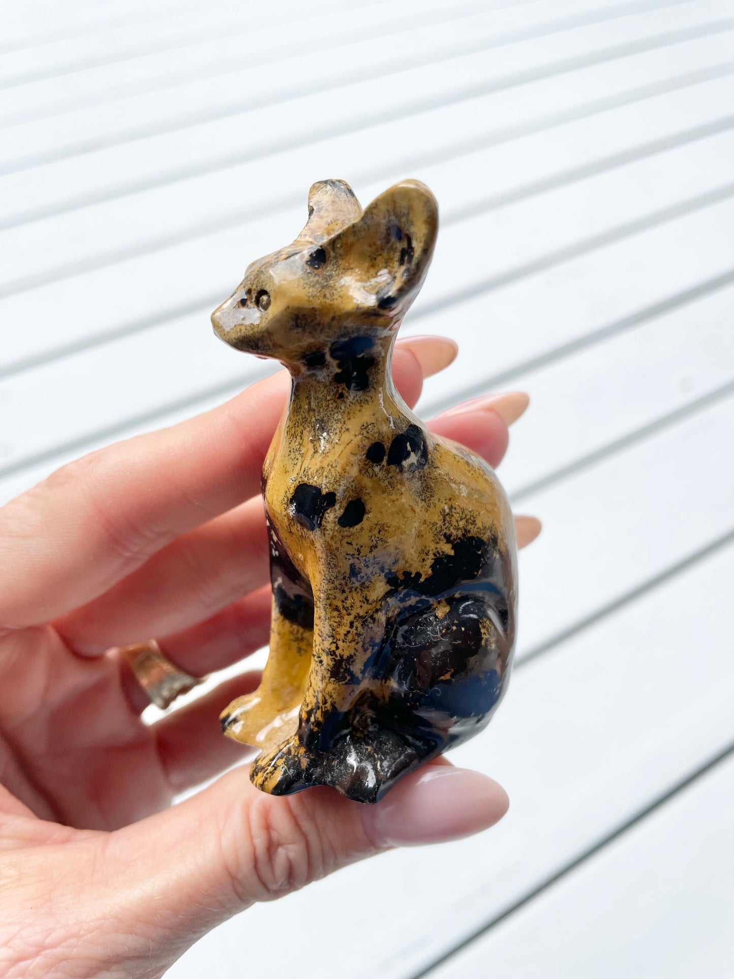 Picture Jasper Cat