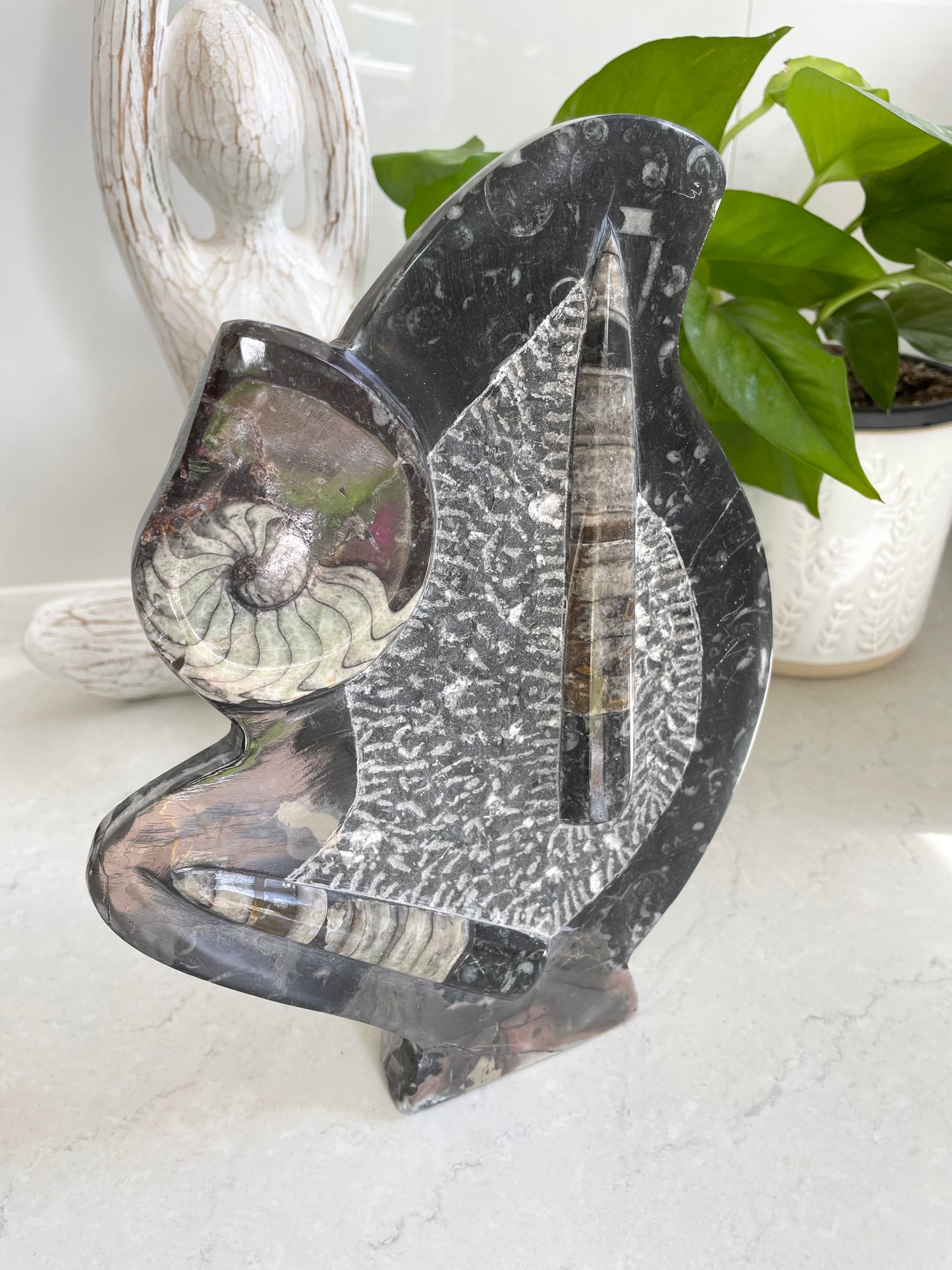 Standing Orthoceras Fossil Plaque