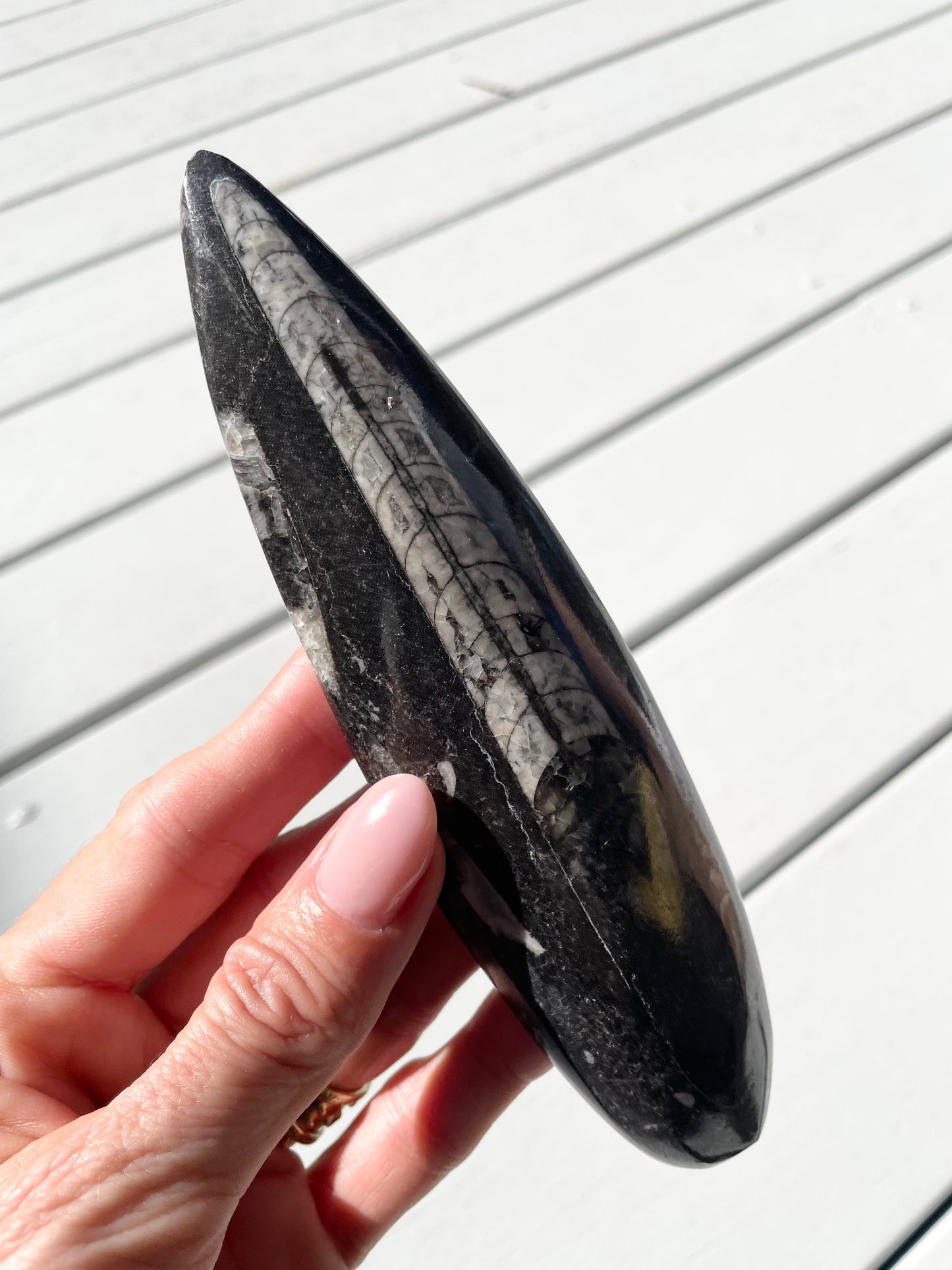 Orthoceras Fossil
