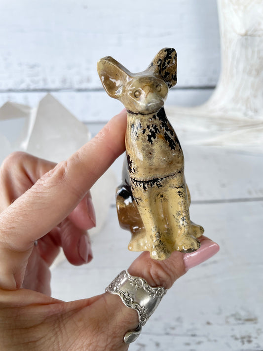 Picture Jasper Spinx Cat ~ 8