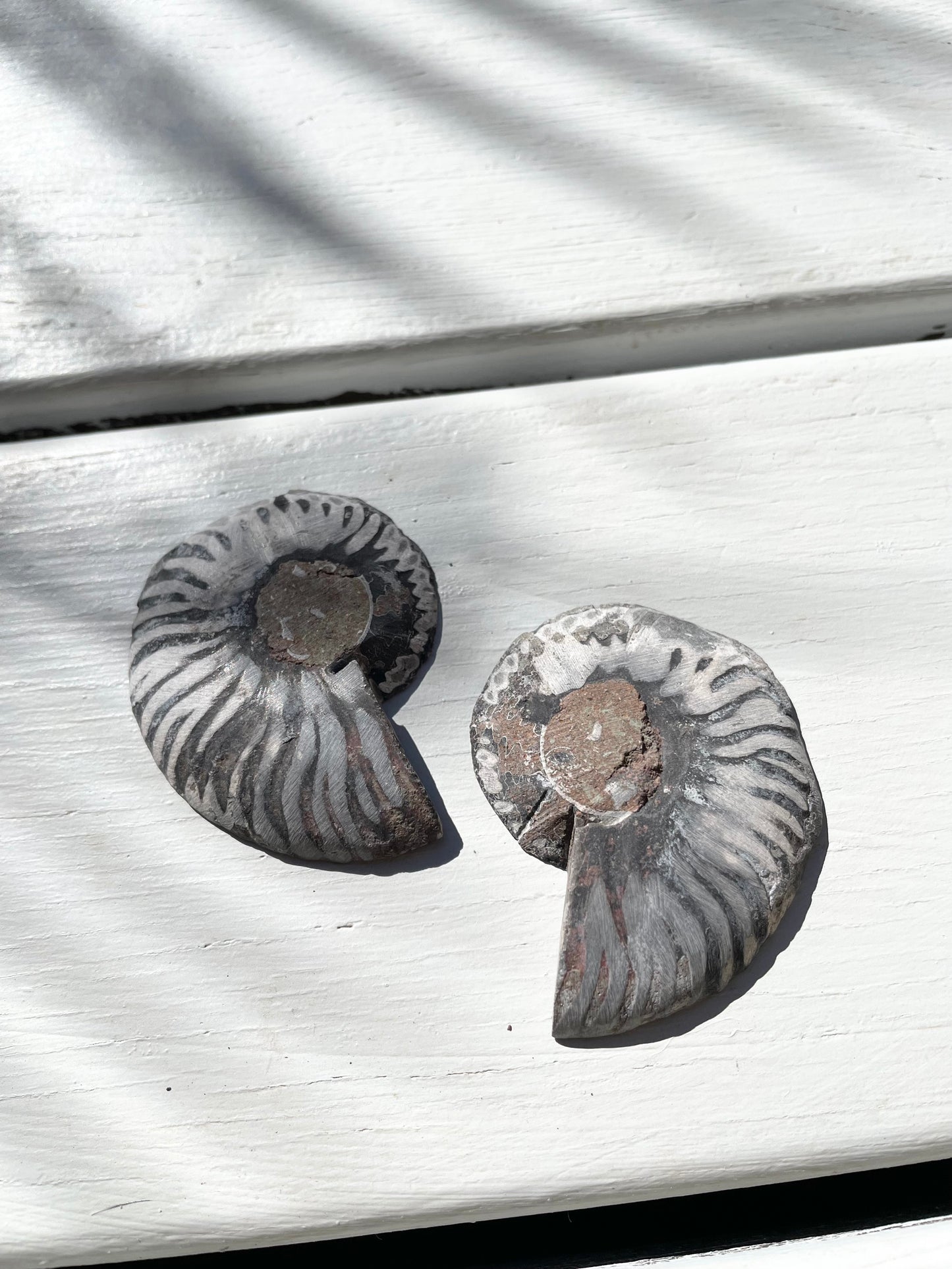 Black Ammonite Fossil Pair