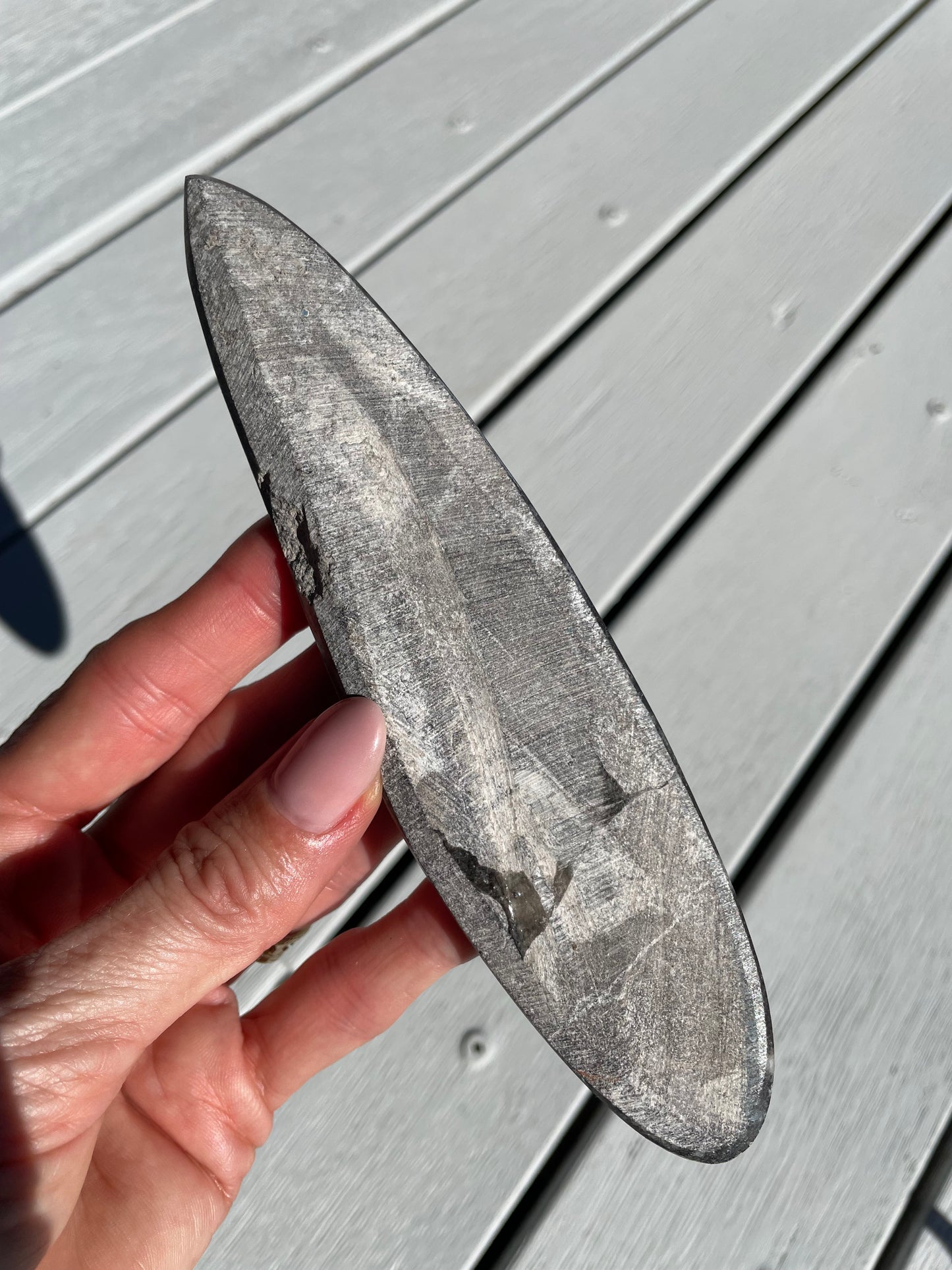 Orthoceras Fossil
