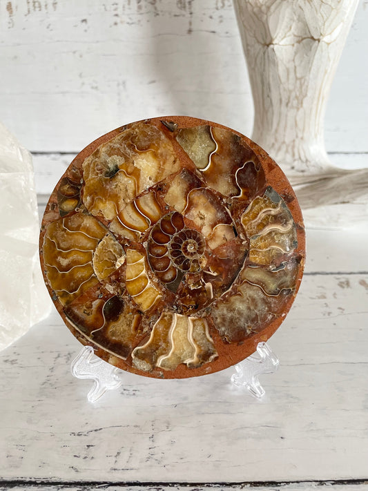 Ammonite Plate ~ 3