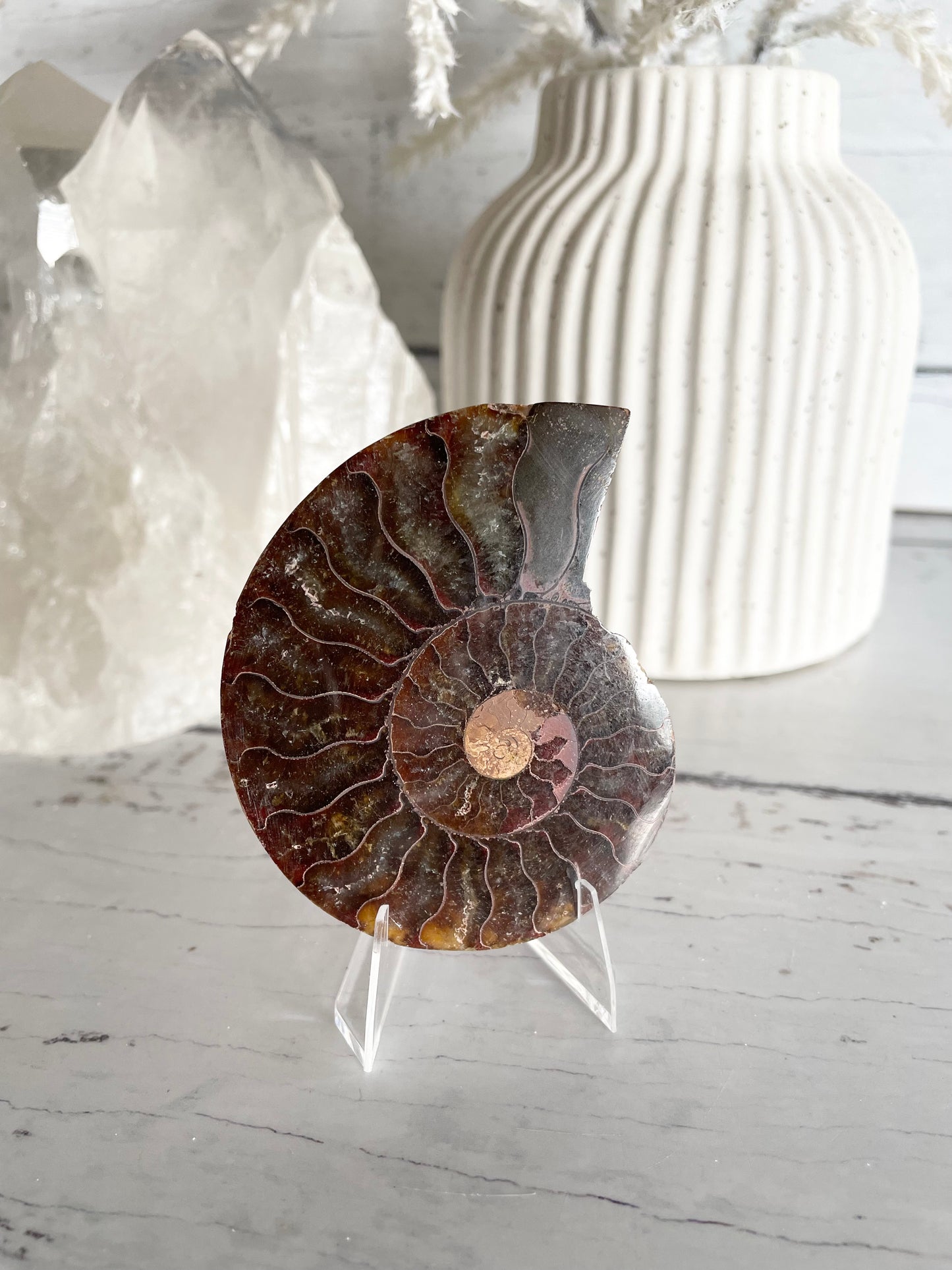 Ammonite Fossil