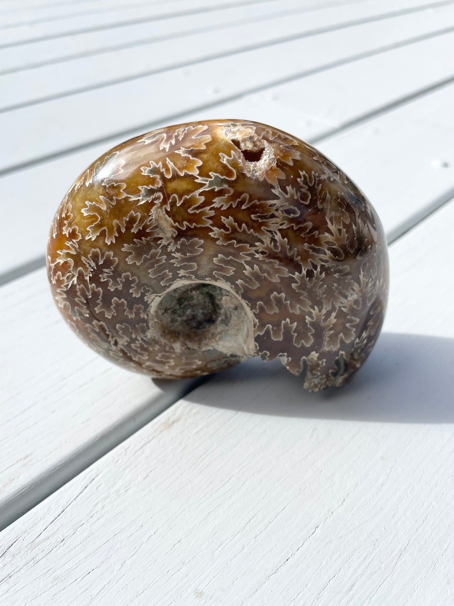 Ammonite Fossil