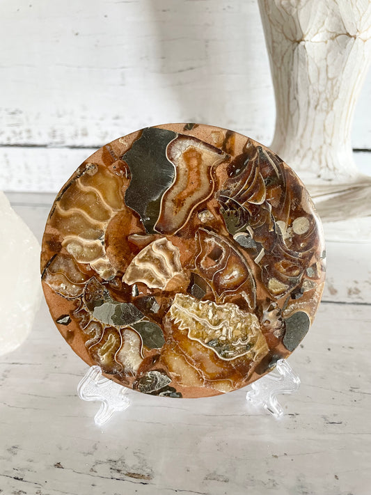 Ammonite Plate ~ 12