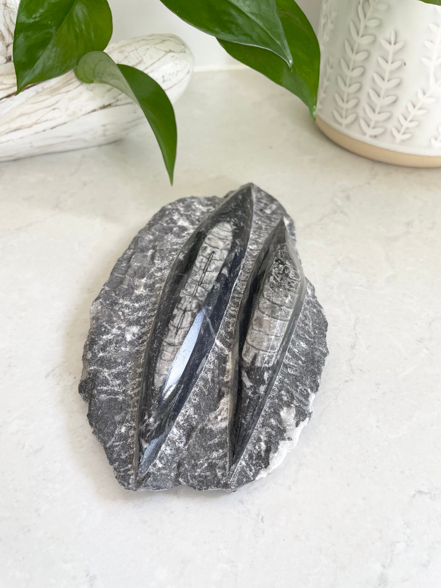 Orthoceras Fossil Plaque