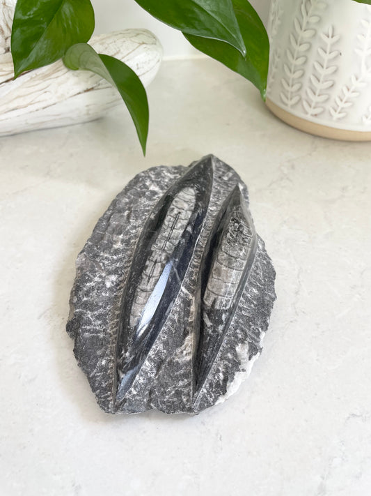 Orthoceras Fossil Plaque