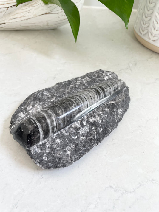 Orthoceras Fossil Plaque