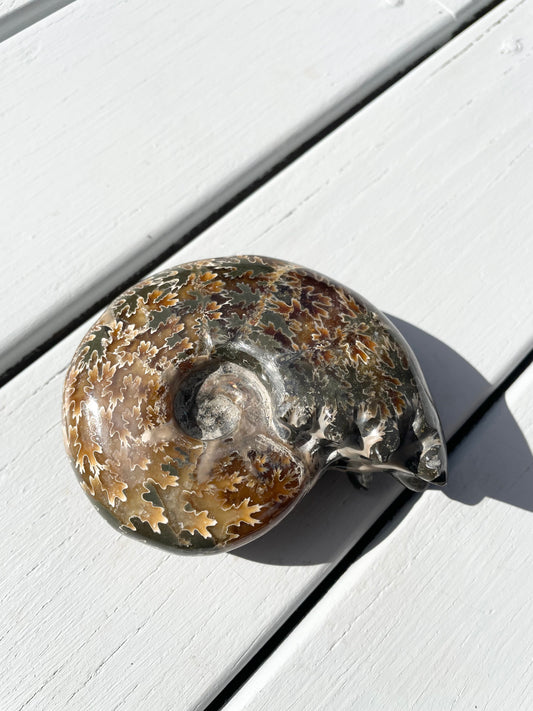 Ammonite Fossil