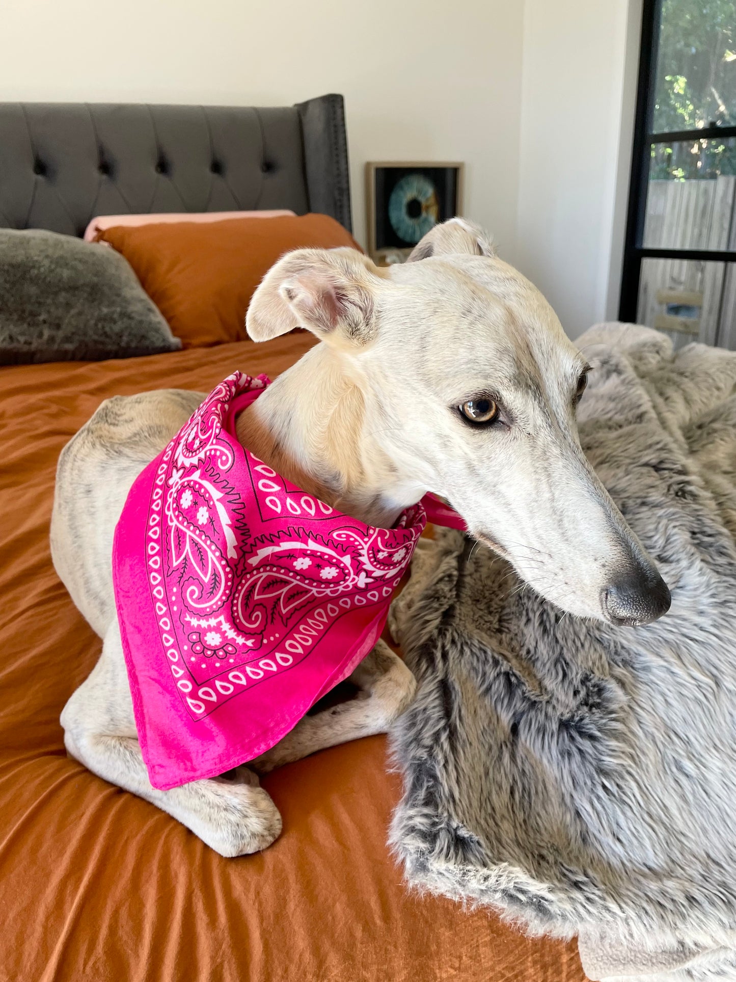 Doggy Bandana ~ Fuschia Pink