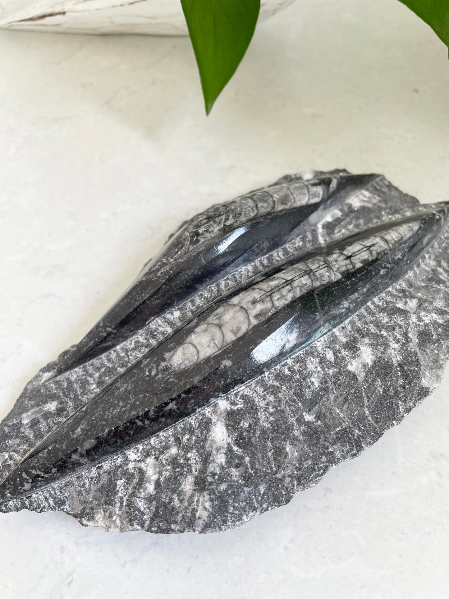Orthoceras Fossil Plaque