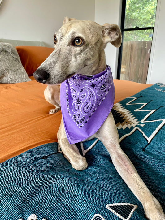 Doggy Bandana ~ Lilac Love