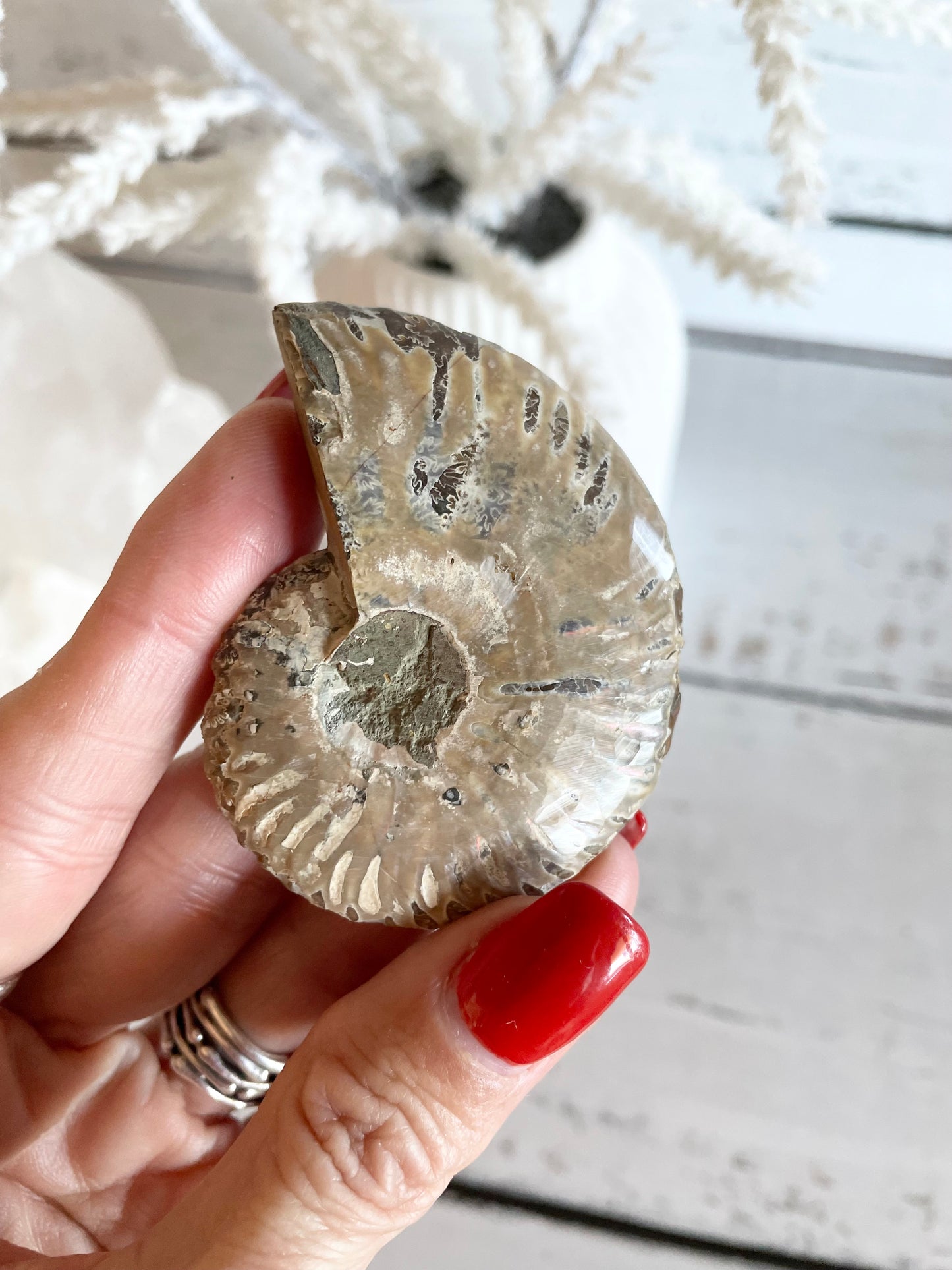 Ammonite Fossil