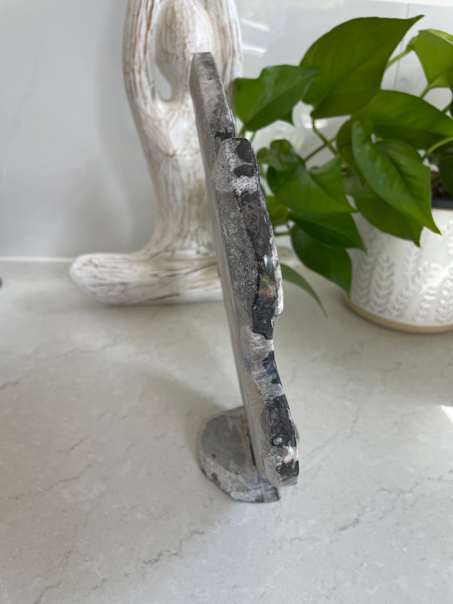 Standing Orthoceras Fossil Plaque
