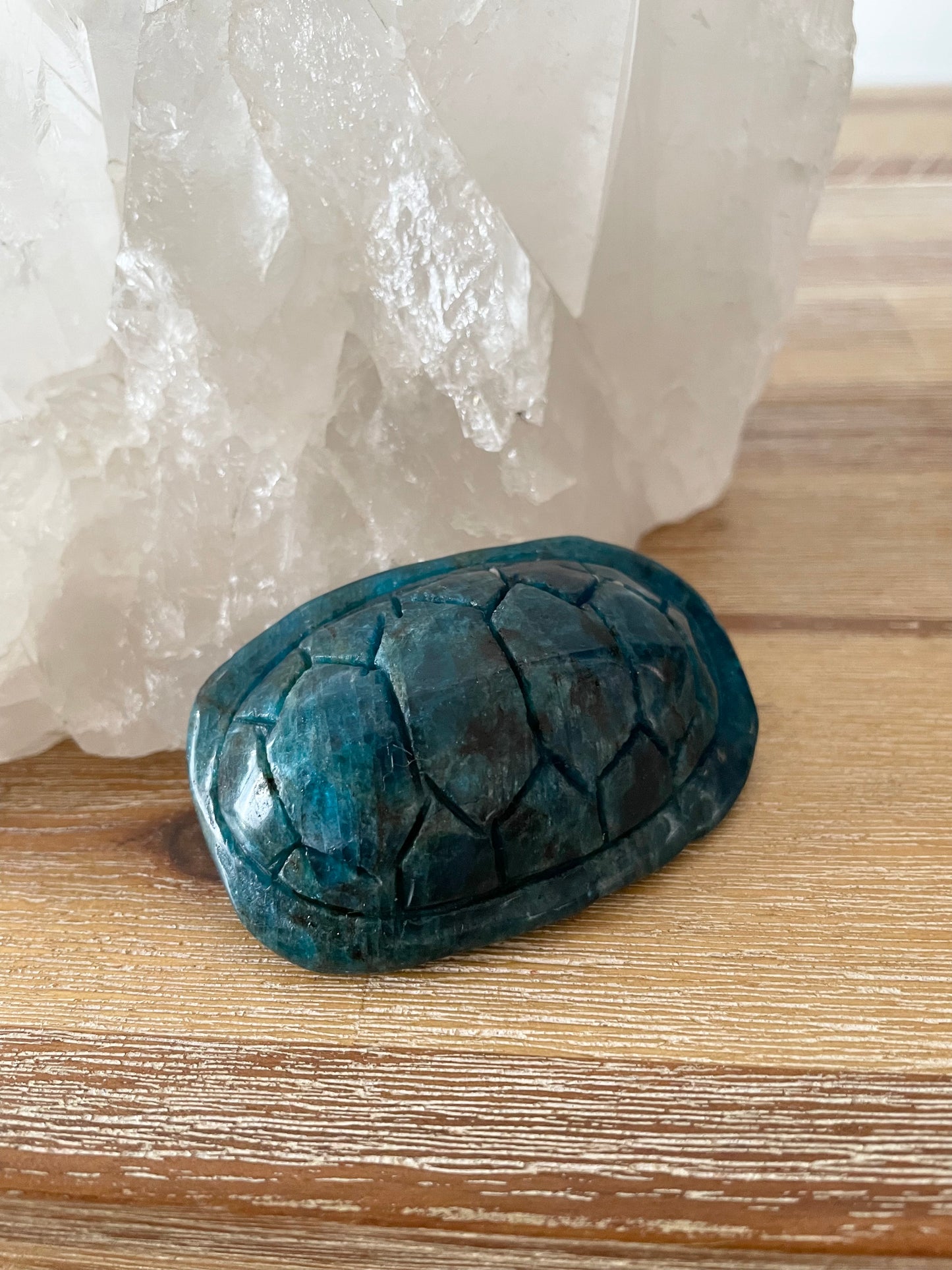 Apatite Turtle Shell