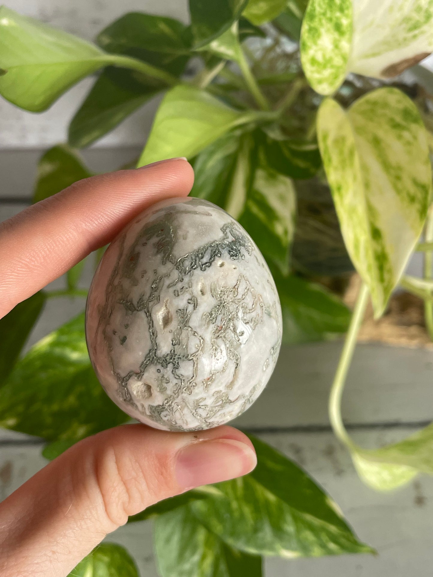 Tree Agate Egg Includes Hematite Ring