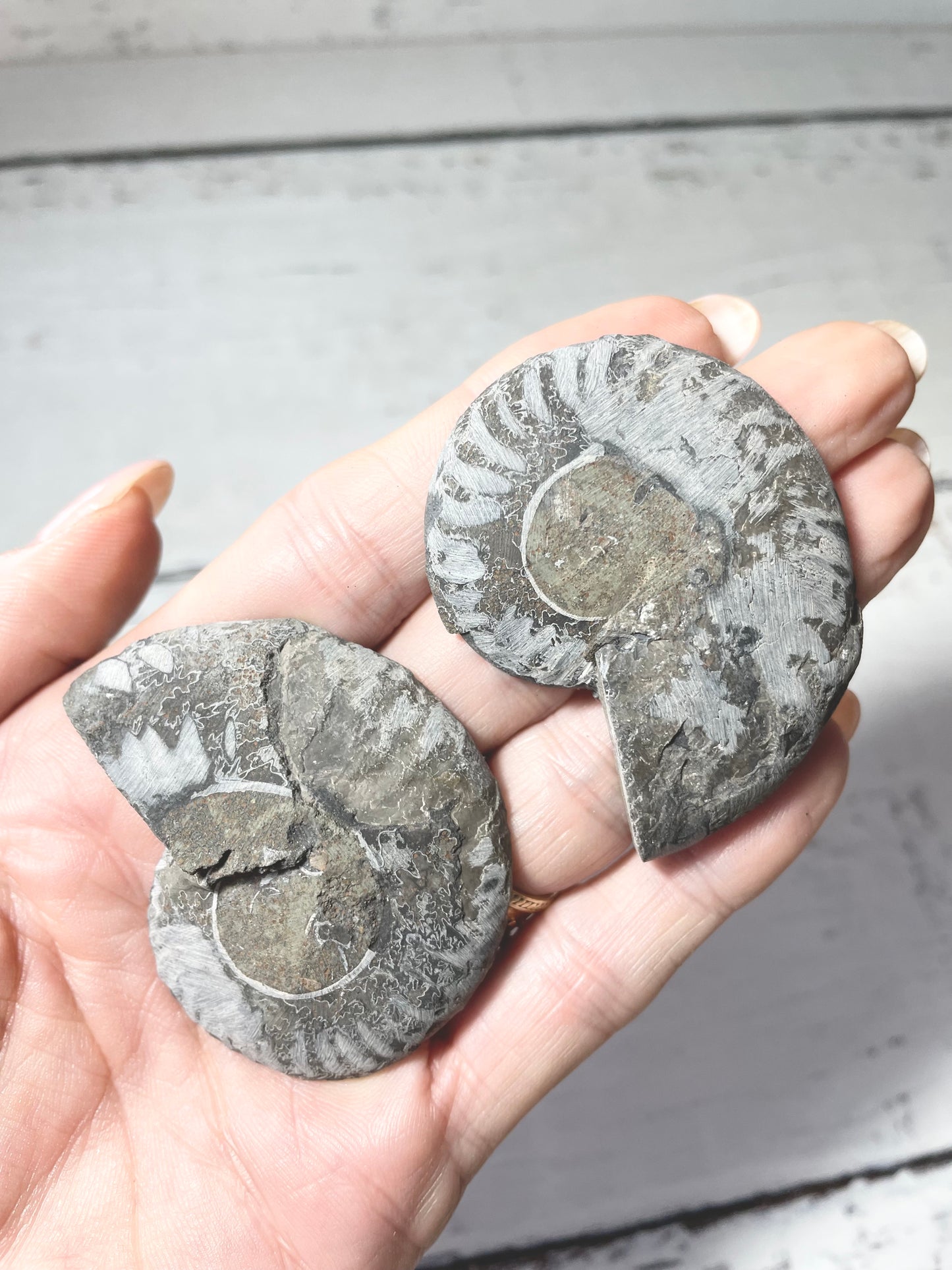 Black Ammonite Fossil Pair