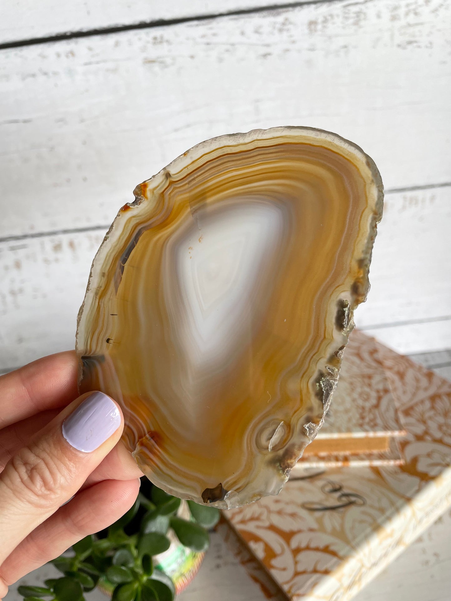 Agate Slice ~ Tan