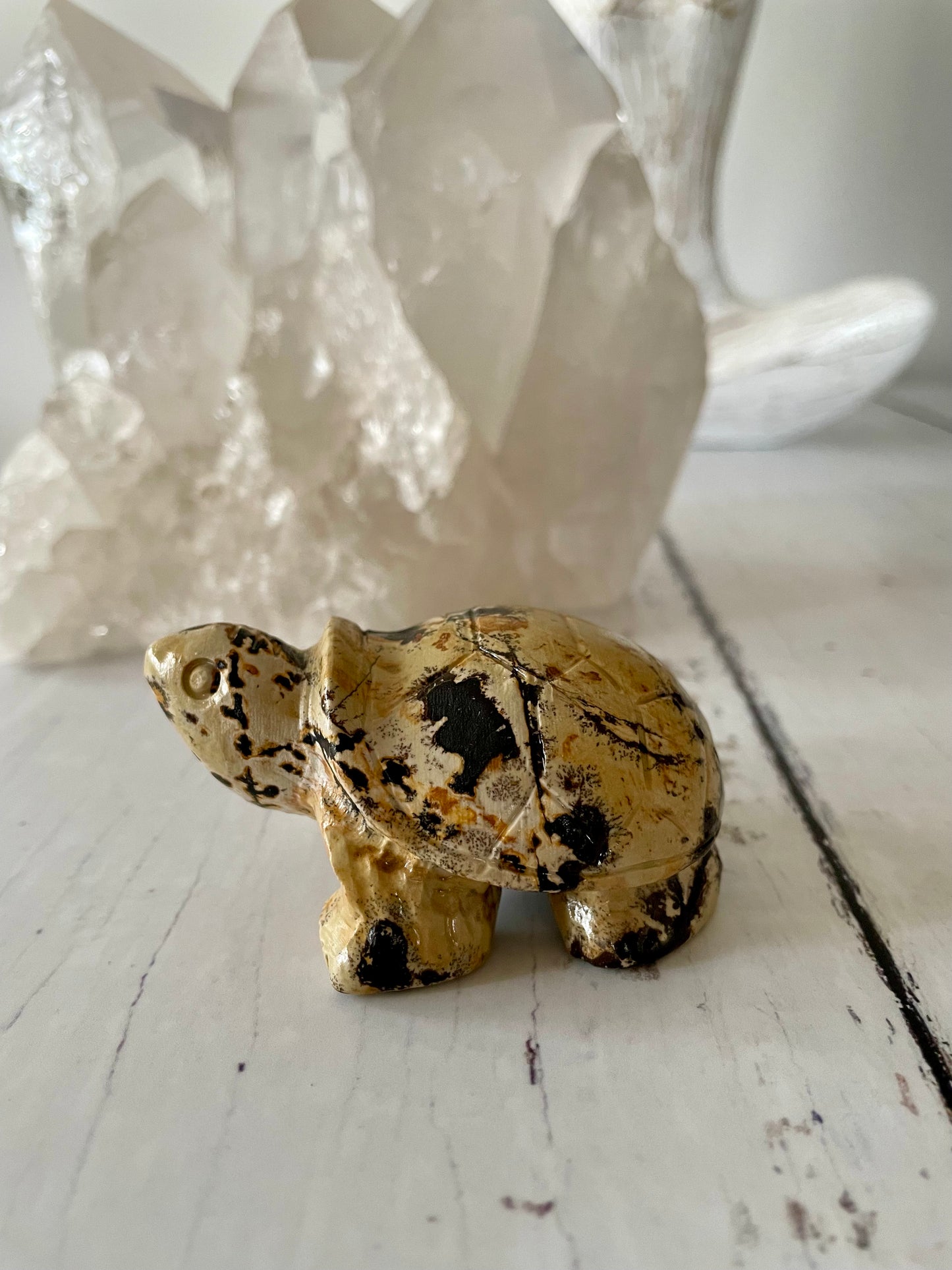 Picture Jasper Turtle