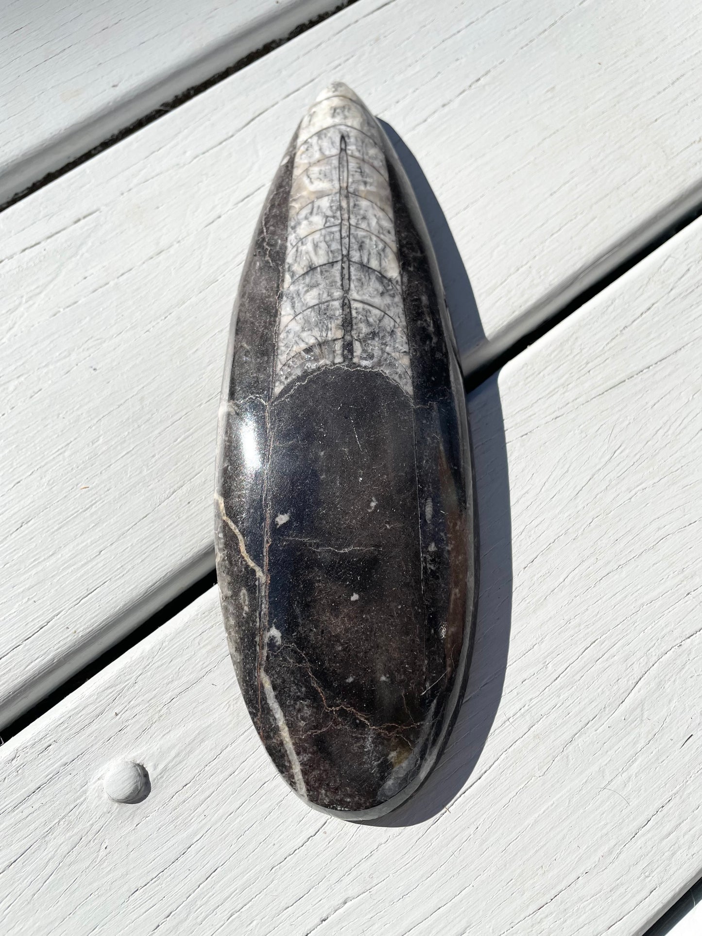 Orthoceras Fossil