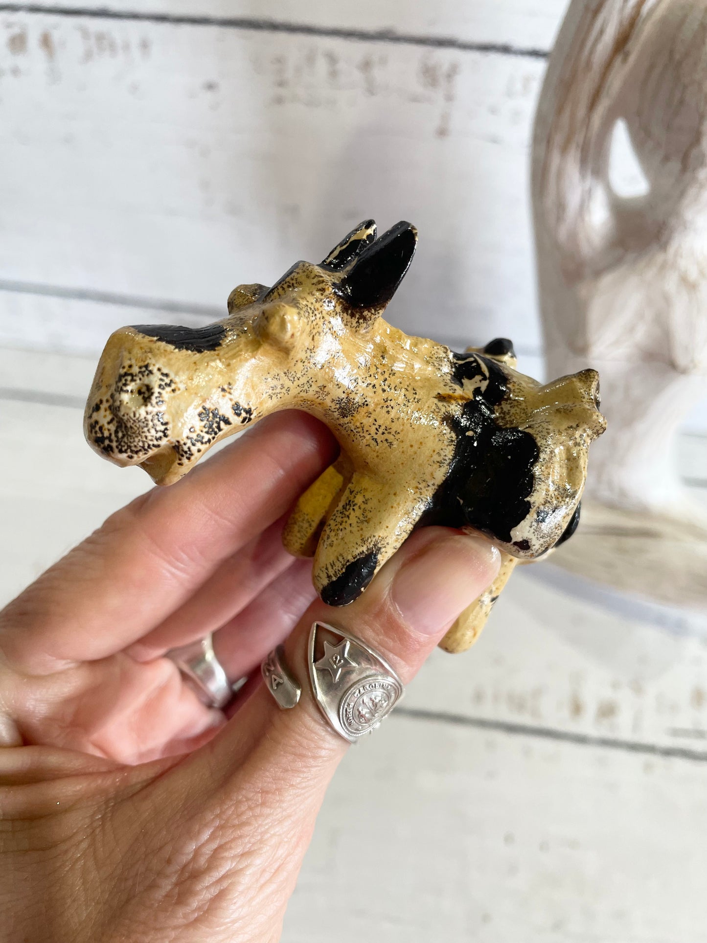 Picture Jasper Donkey ~ 13