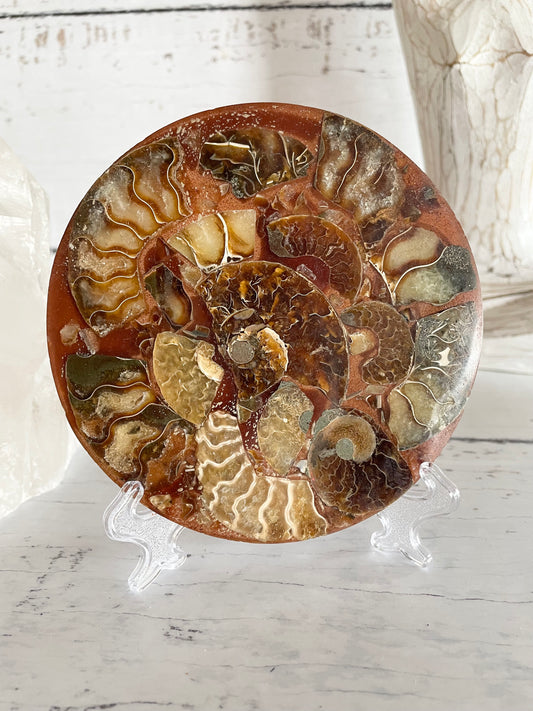 Ammonite Plate ~ 1