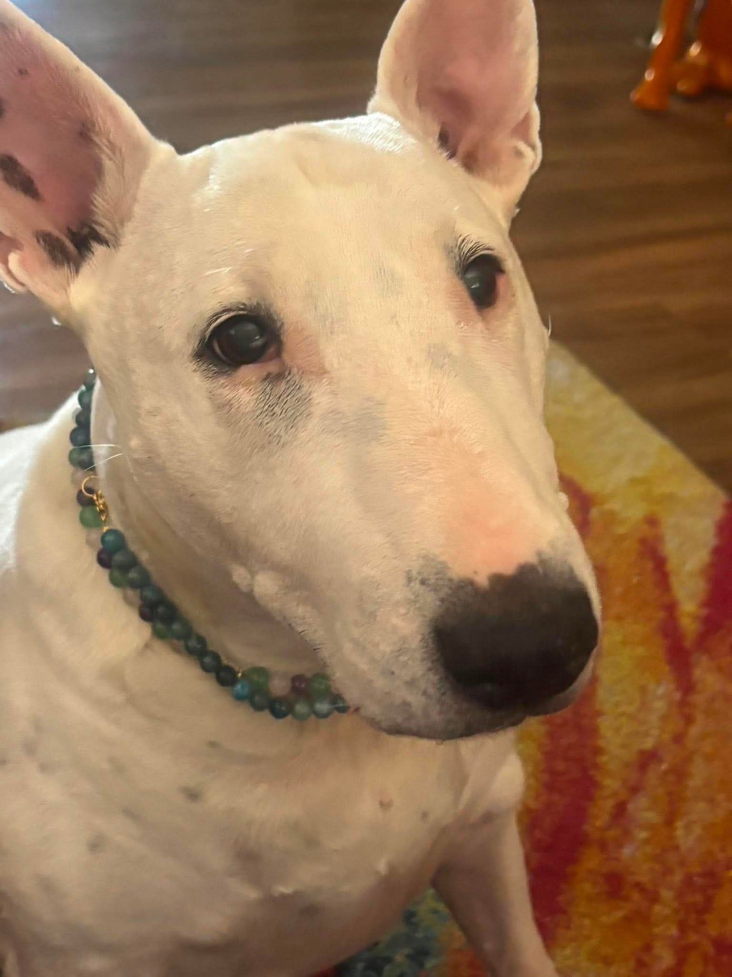 Custom Dog Crystal Healing Necklace