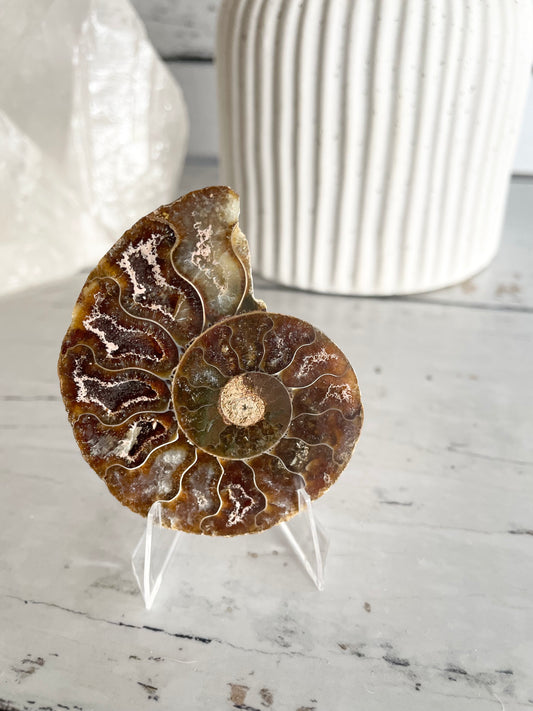 Ammonite Fossil