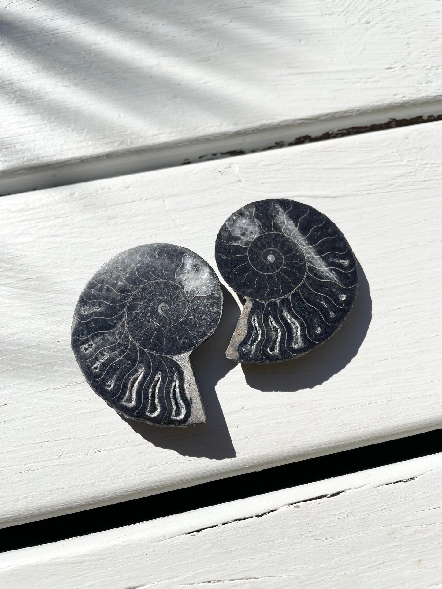 Black Ammonite Fossil Pair