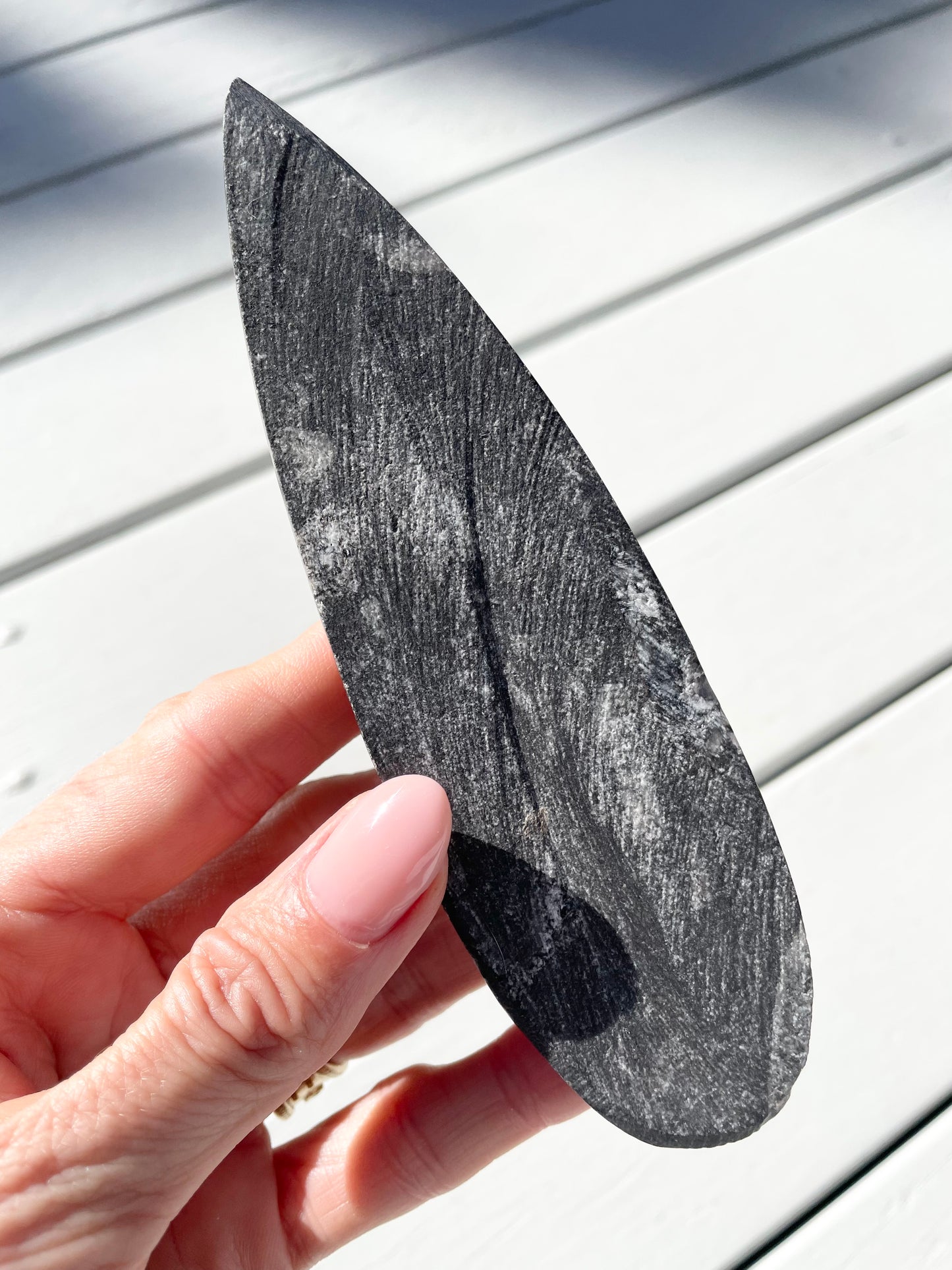 Orthoceras Fossil