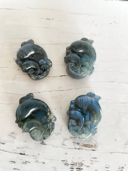 Intuitively Chosen ~ Dolphin