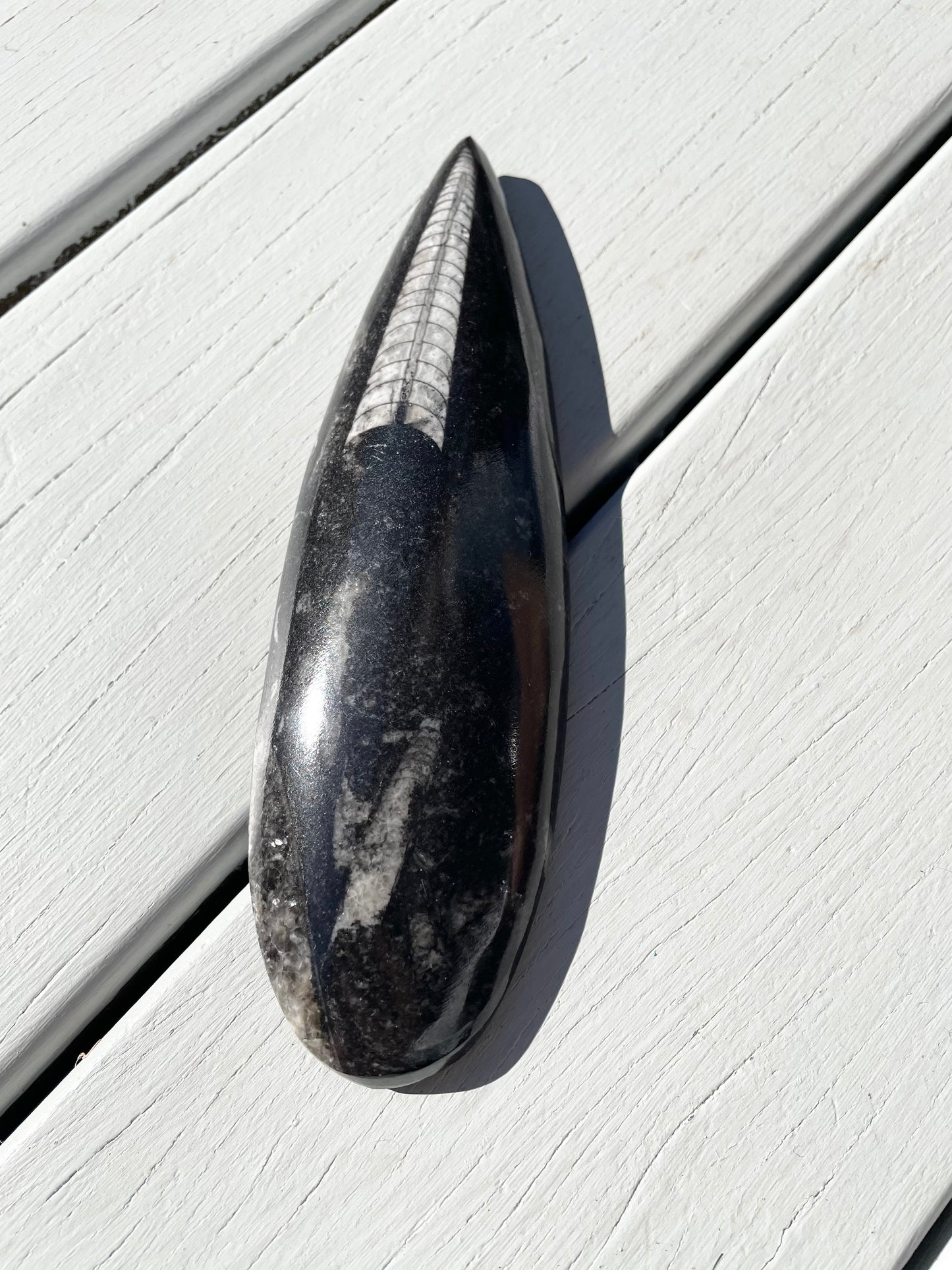 Orthoceras Fossil