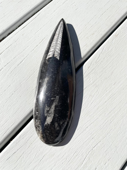 Orthoceras Fossil