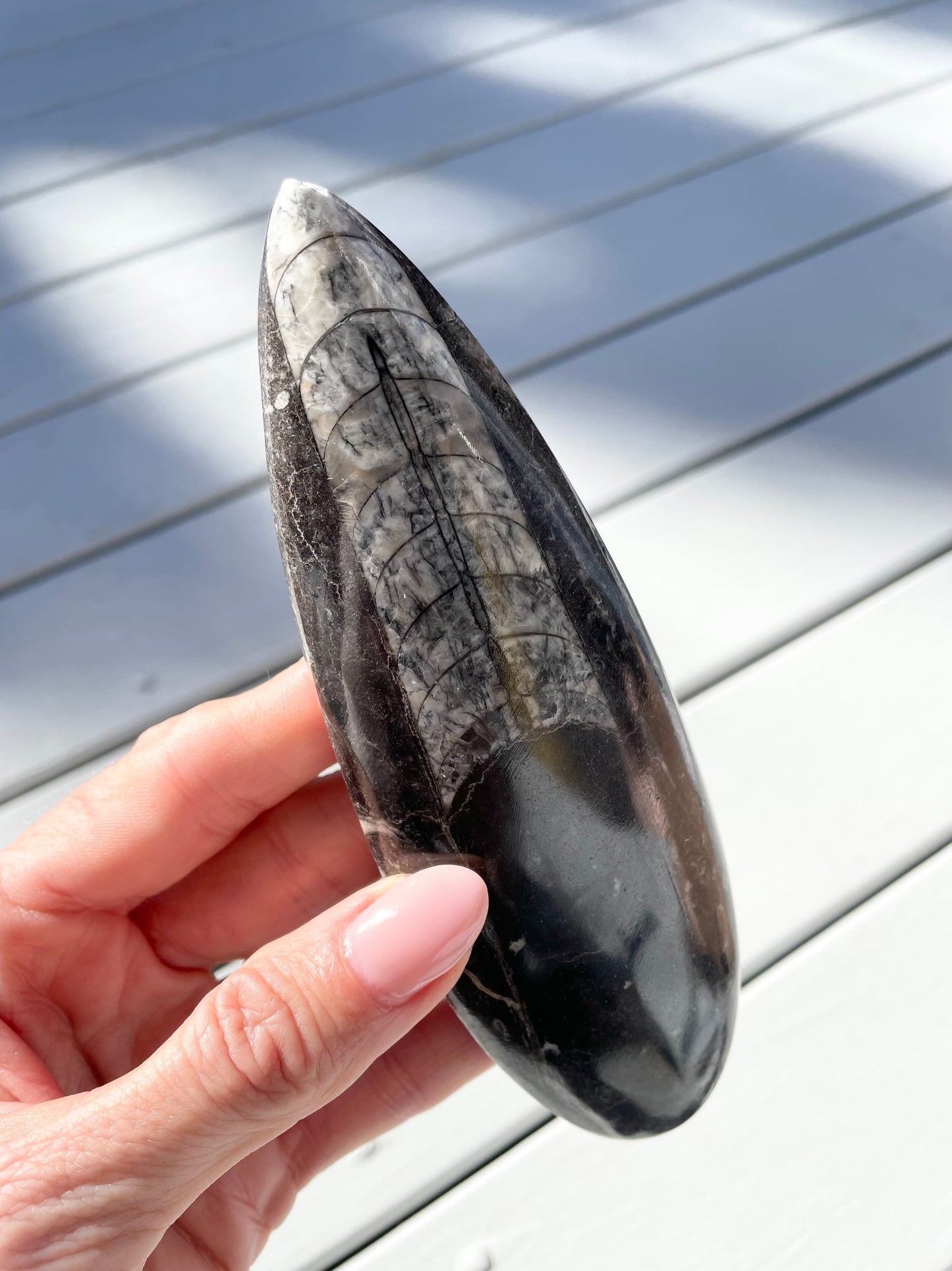 Orthoceras Fossil