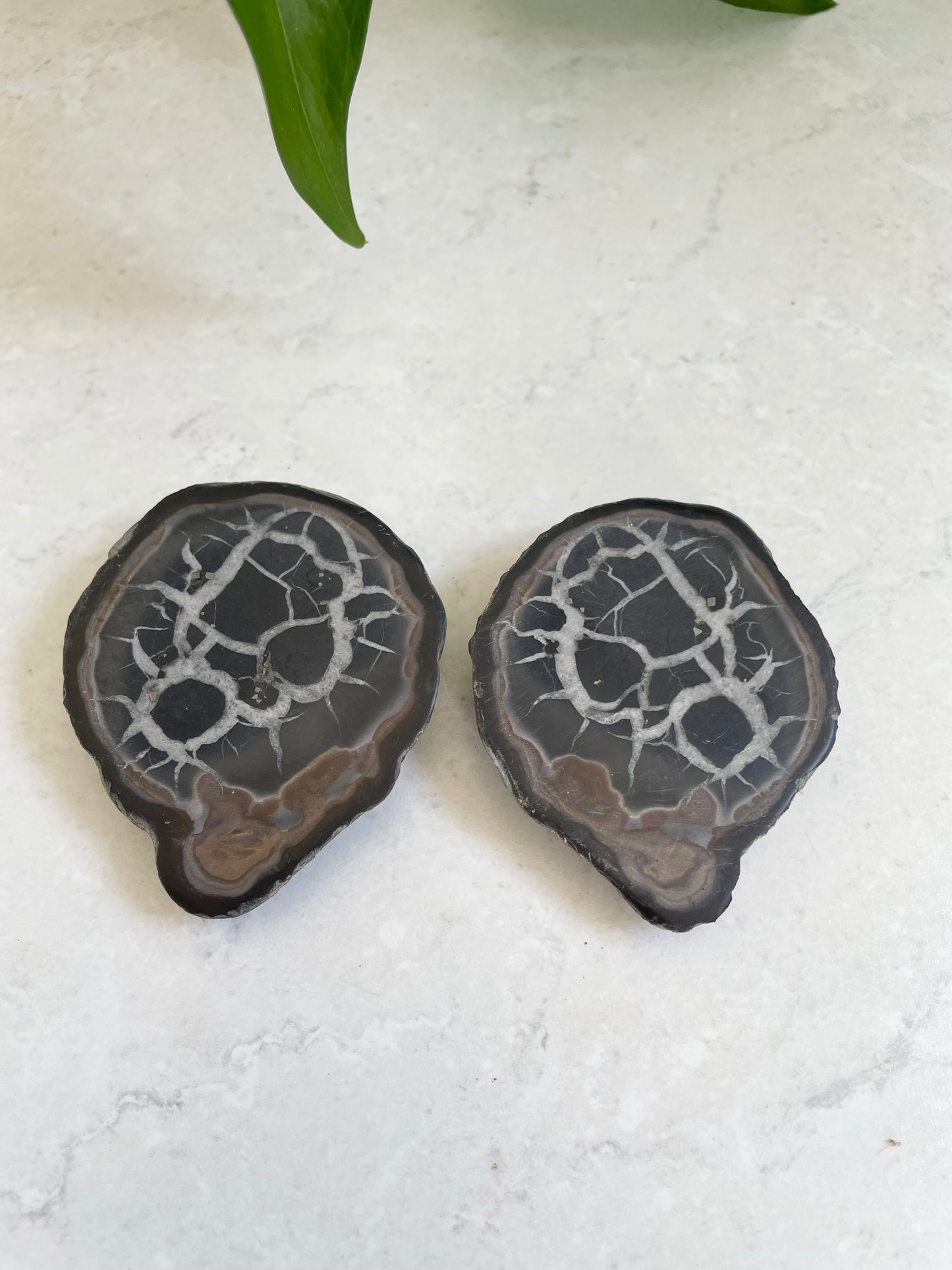 Septarian Twins Pair