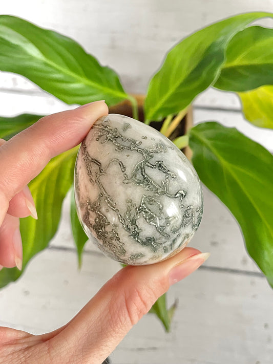 Tree Agate Egg with holder