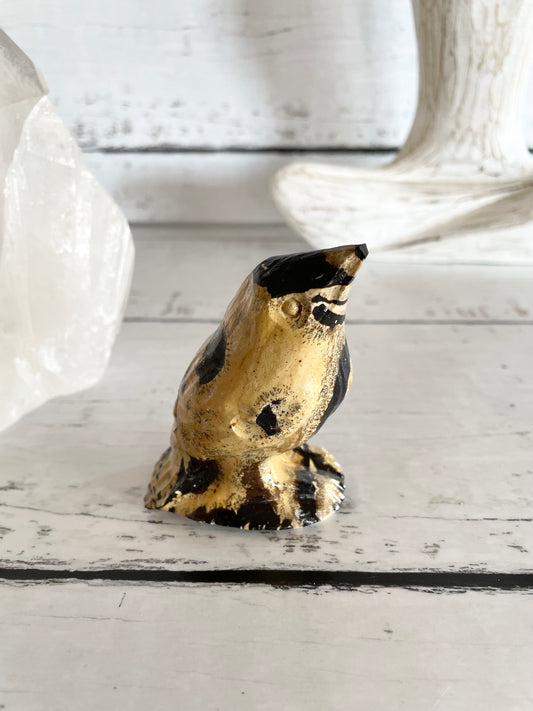 Picture Jasper Robin ~ 15